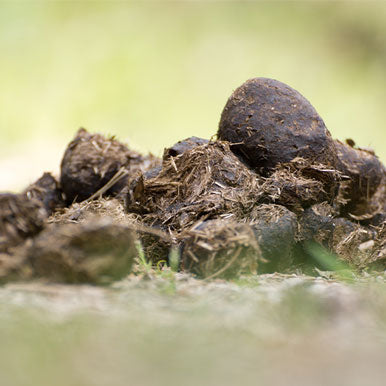 Wormen bij paarden