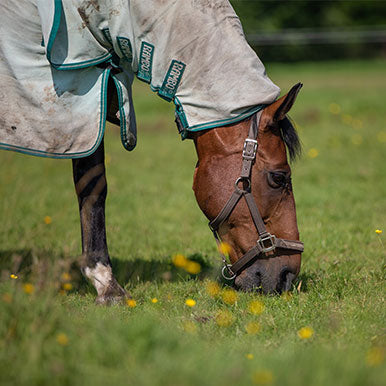 Zomereczeem bij paarden