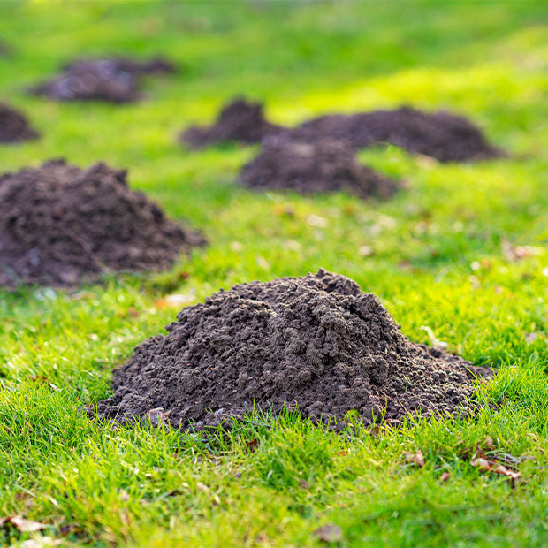 Mole Free