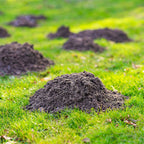 Mole Free