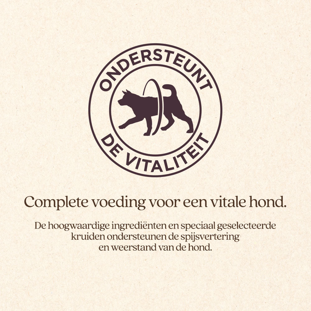Hond Senior Brok
