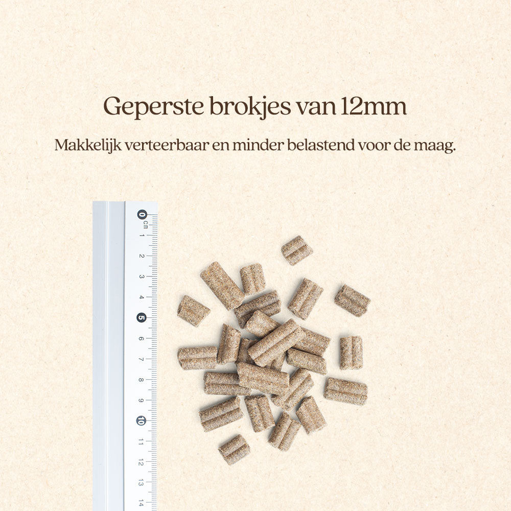 Hond Maag & Darmen Brok