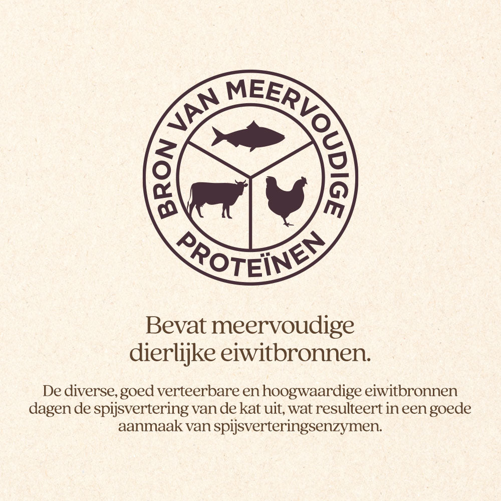 Kat Sterilised Brok